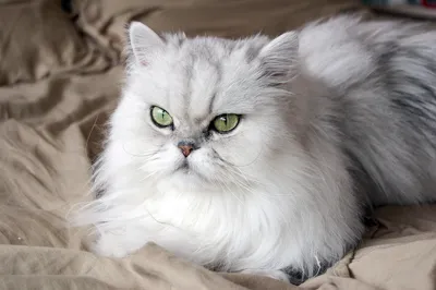 Фото персидской кошки для использования в дизайне