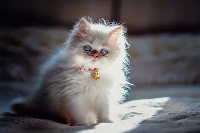 Фото персидской кошки в хорошем качестве