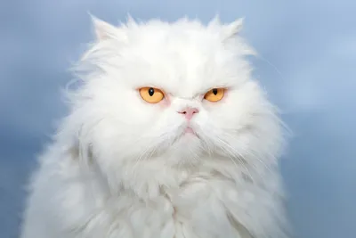Персидская кошка на фотографии в jpg формате