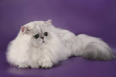 Бесплатное скачивание фотографии персидской кошки