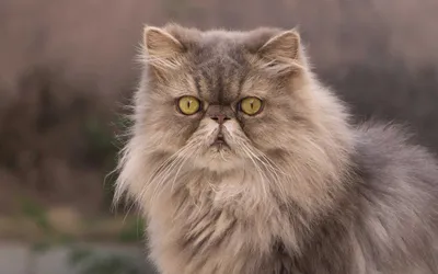 Персидская кошка: изображение для скачивания в высоком разрешении