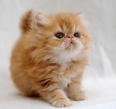 Фото персидской кошки в png формате для скачивания