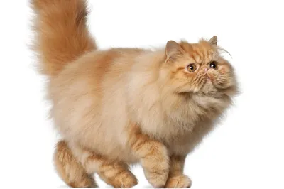 Персидская кошка на фотографии: бесплатно в хорошем качестве