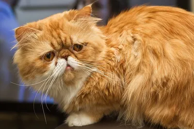 Фото персидской кошки с возможностью выбора размера