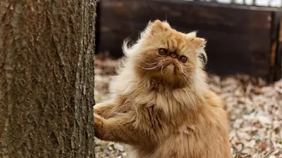 Персидская кошка в высоком разрешении на картинке