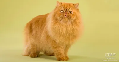 Персидская кошка: фотография для фона