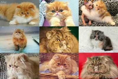 Изображение персидской кошки: скачать бесплатно в png