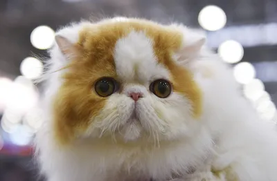 Красивая персидская кошка на фото