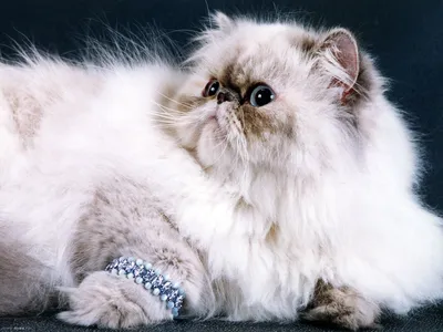 Фон с персидской кошкой: красивые обои