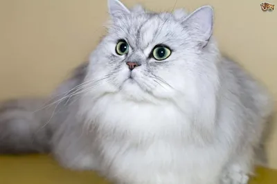 Бесплатное скачивание фото персидской кошки в webp формате