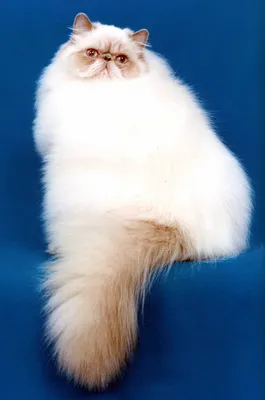 Фото персидской кошки в jpg формате для использования в дизайне