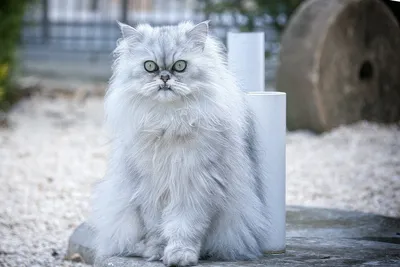 Персидская кошка: фото в хорошем качестве