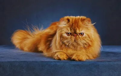 Персидская кошка в формате webp