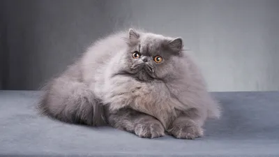 Фон с изображением персидской кошки