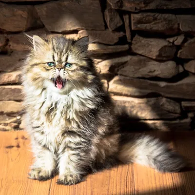 Бесплатное скачивание фото персидской кошки