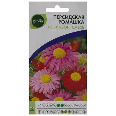 Ромашка персидская Geolia «Робинзон» смесь окрасок по цене 30 ₽/шт. купить  в Москве в интернет-магазине Леруа Мерлен