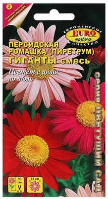 Как взошли просроченные семена цветов Персидская ромашка Робинзон - спустя  2 недели - YouTube