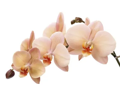 Фотообои Персиковая орхидея на стену. Купить фотообои Персиковая орхидея в  интернет-магазине WallArt