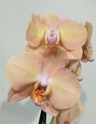 Орхидея Фаленопсис 2 ствола Персиковая (Phalaenopsis)