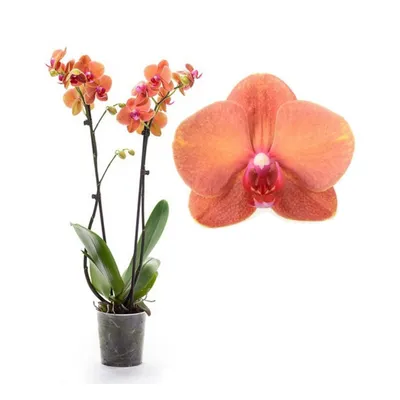 Оранжево-персиковая орхидея фаленопсис Surf Song. Купить в Киеве орхидеи с  доставкой. Флора Лайф