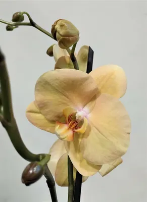 Орхидея Фаленопсис 1 ствол Персиковая (Phalaenopsis)