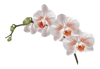 Наклейка Персиковая орхидея на Стену – Купить | Виниловые стикеры из  каталога интернет магазина allstick.ru