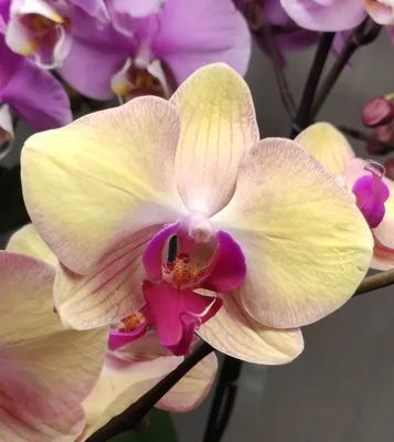 Персиковая орхидея фото фотографии