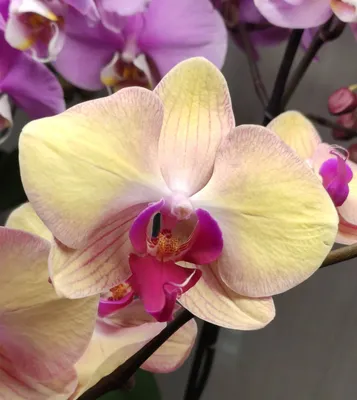 Орхидея Phalaenopsis (отцвёл, УЦЕНКА)