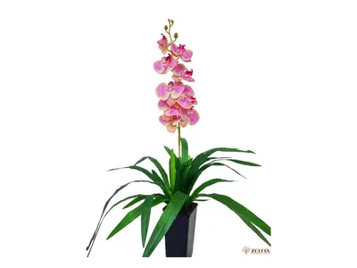 Орхидея Элли персиковая Latex 842352 – купить по цене 845 ₽ в Москве в  интернет-магазине ogogo.ru