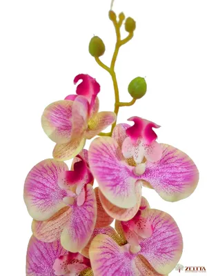 Орхидея Энни персиковая Latex - купить в Москве | Интернет-магазин  искусственных растений Zeltta