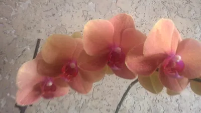 WP 20161205 012 Орхидея phalaenopsis peach в системе SWC - YouTube