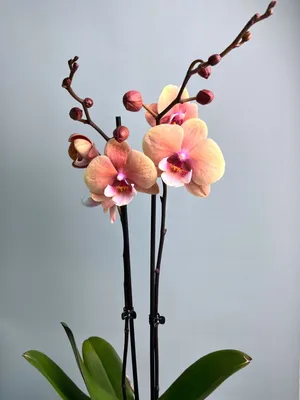 Орхидея Фаленопсис Вулкано Биг Лип 2 ст купить в Москве с доставкой |  Магазин растений Bloom Story (Блум Стори)