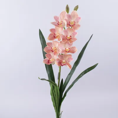 Орхидея латексная персиковая с длинными листьями. Купить декоративную  орхидею Днепр