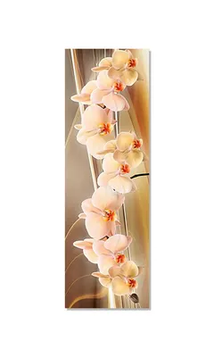 ОРХІДЕЇ КИЇВ ( Sky Orchids ) on Instagram: \"Персиковая красавица . Корни и  ботва не повреждены . Цена 190грн #орхидея #орхидеякиев #орхидеякупить ⠀ # орхидея ⠀⠀ #орхидеи ⠀⠀ #фаленопсис ⠀⠀ #phalenopsis ⠀⠀  #орхидеилюбимыецветы⠀⠀ #