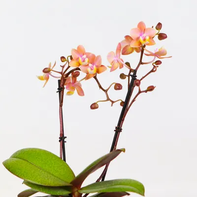 Орхидея Phalaenopsis Pirate Picotee (отцвёл)