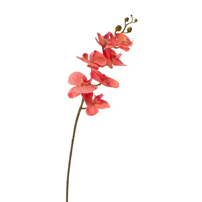 Персиковая Орхидея — стоковые фотографии и другие картинки Без людей - Без  людей, Белый, Вертикальный - iStock