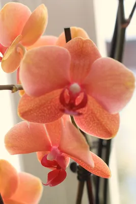 Орхидея Фаленопсис мультифлора \"Арома\" светло-персиковый купить