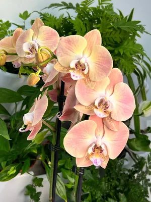 Орхидея фаленопсис, персиковая (ID#1515924715), цена: 253 ₴, купить на  Prom.ua
