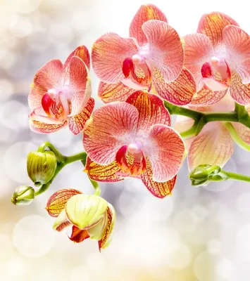 Фотообои Персиковая орхидея купить на Стену — Цены и 3D Фото интерьеров в  Каталоге интернет магазина allstick.ru