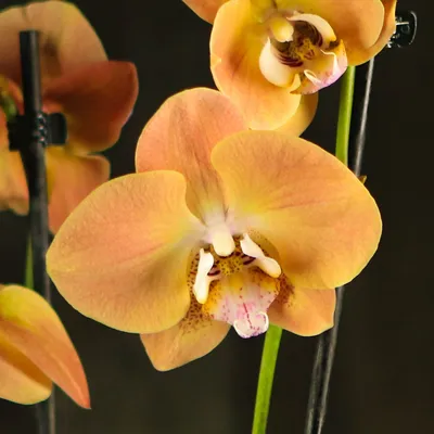 Жизнь рядом с орхидеями:они умеют обижаться и быть благодарными  (ФОТОРЕПОРТАЖ)
