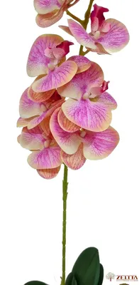 Орхидея Фаленопсис Шампань ⌀12 65 см купить в Москве с доставкой | Магазин  растений Bloom Story (Блум Стори)