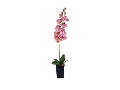 Орхидея Энни персиковая Latex - купить в Москве | Интернет-магазин  искусственных растений Zeltta