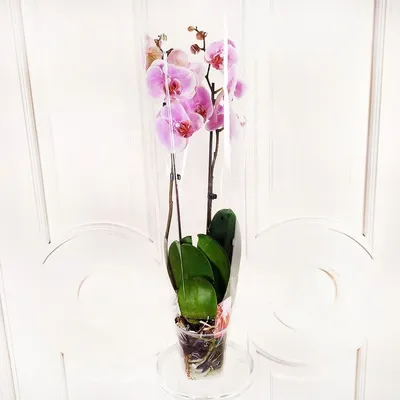 Хрустальная персиковая орхидея , …» — создано в Шедевруме