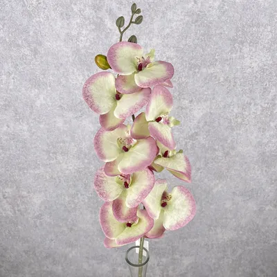 Персиковый биг лип, 265 грн,... - Орхидеи Фаленопсис - Orha_ua продажа,  уход, полезные советы | Facebook
