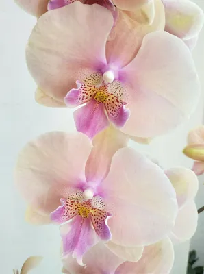 Орхидея Фаленопсис Элит 1 ствол Персиковая (Phalaenopsis)