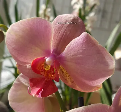Орхидея искусственная персиково-розового цвета.Искусственные орхидеи купить