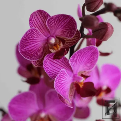 Орхидея персик - 65 фото