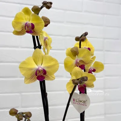 С какими цветами сочетается орхидея - правила подбора букета в Самаре