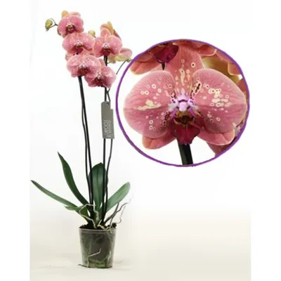 Купить орхидею персикового цвета. Интернет-магазин орхидей Флора Лайф