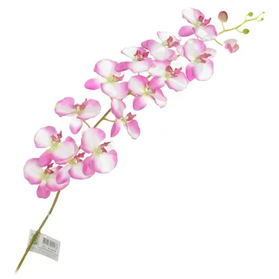 Орхидея фаленопсис розовая (в горшке) купить с доставкой в СПб